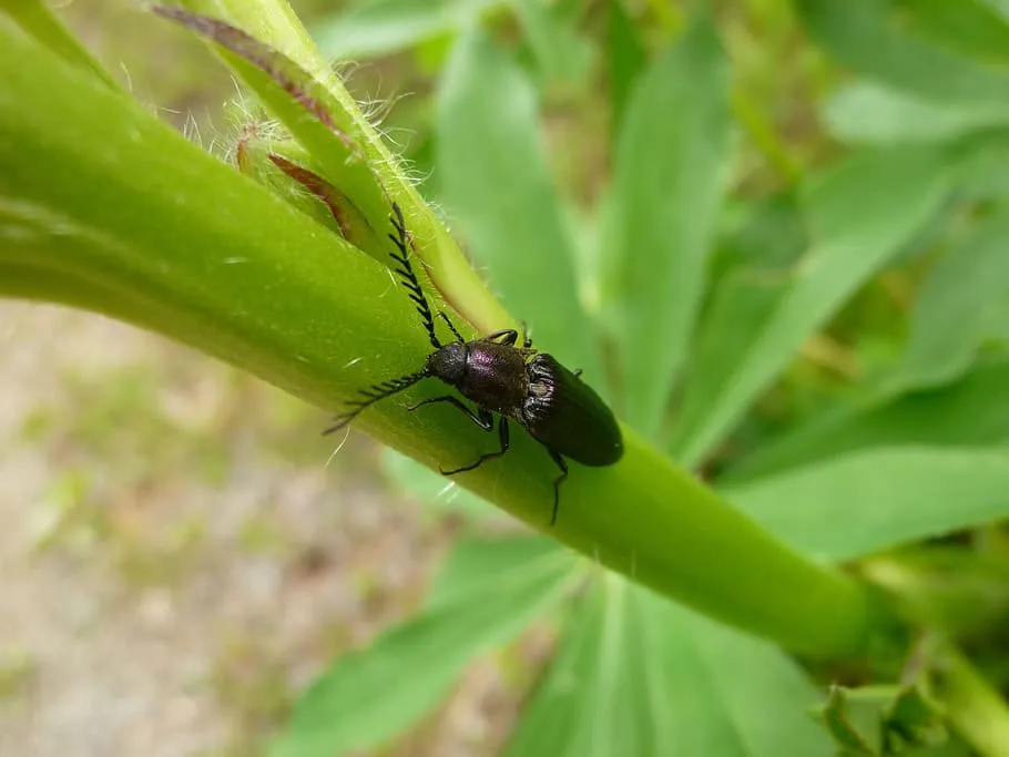 A beetle sitting on grass